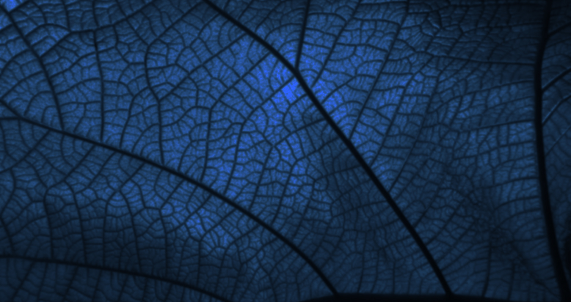 texture foglia